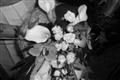 photo No. 20